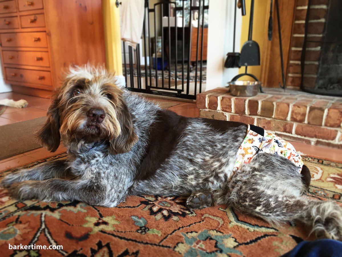 Meet Caprina aka Bean an 11yo Italian Spinone from Wye Mills, MD sporting our waterproof #dogdiaper Visit barkertime.com
