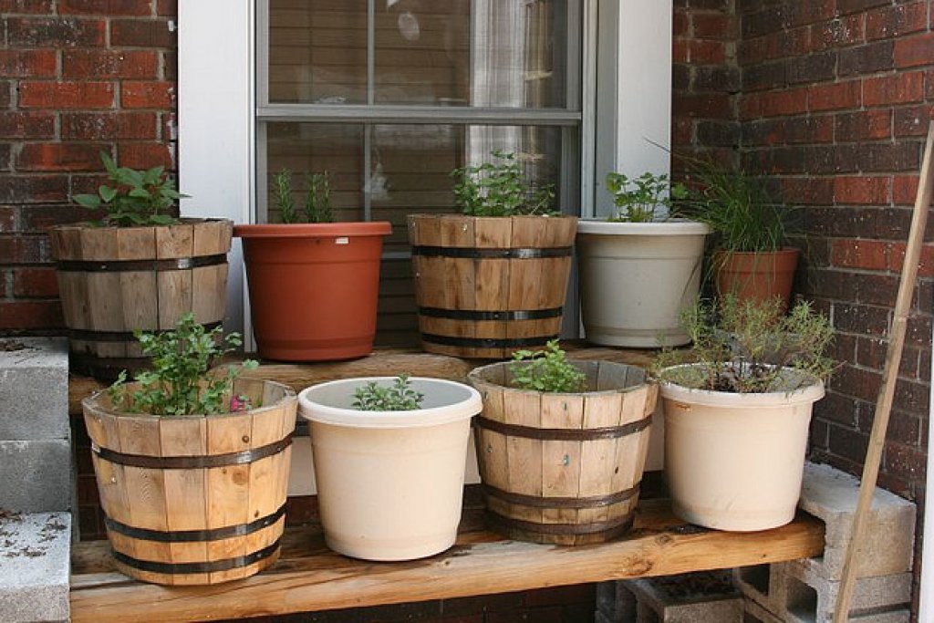 Avocadoo (@avocadoofr) on Twitter photo Top 5 Herbs To Grow For Cooking & #Medicinal Use - <a href="/FoodRenegade/">FoodRenegade</a> buff.ly/2rlooPl #holistichealth Top 5 Herbs To Grow For Cooking & #Medicinal Use - <a href="/FoodRenegade/">FoodRenegade</a> buff.ly/2rlooPl #holistichealth