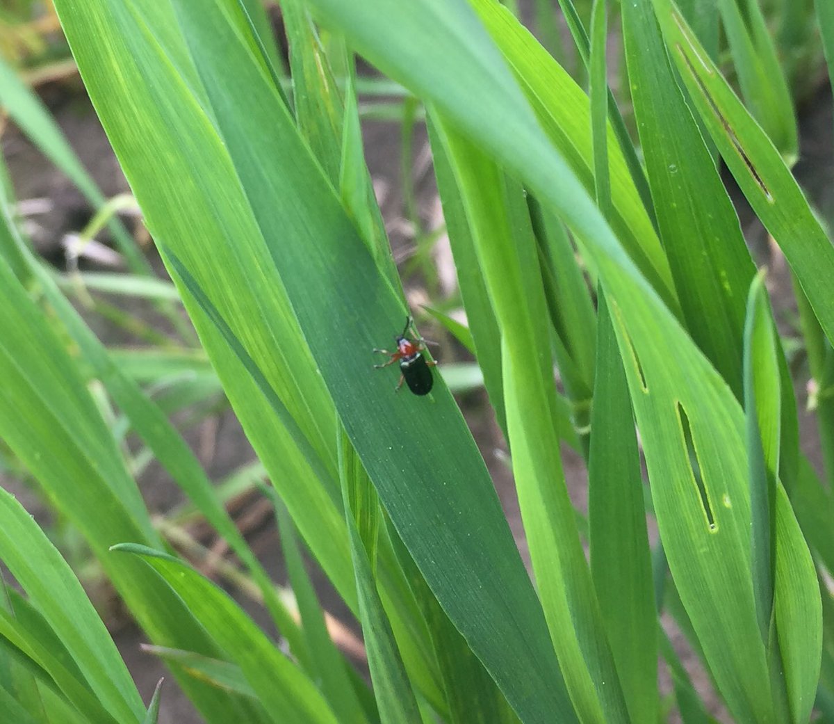 MariekePatton's tweet photo. #CerealLeafBeetle starting to lay eggs in #simcoecty. Still below threshold #scout17 #Ontag https://t.co/Rc6675JiWL