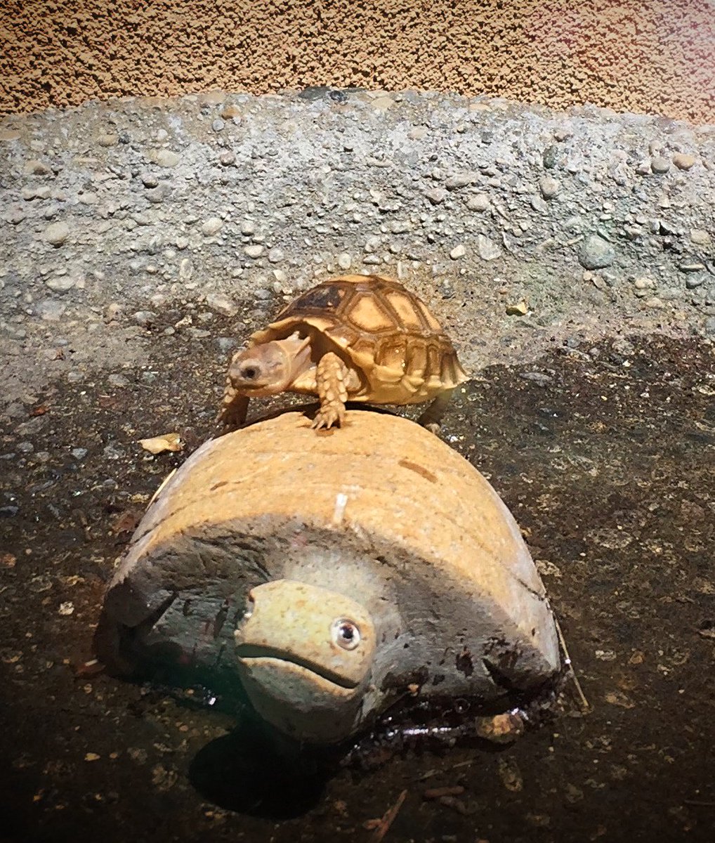 My baby tortoise on a tiny turtle island.  #adorable