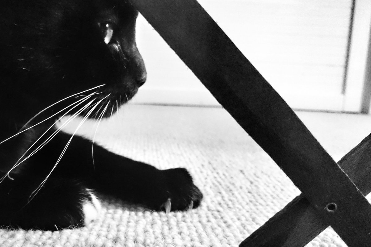 The Cat says be elsewhere, Puny Human. you have one minute.

🕛 tick 🕕 tock 🕛

Still here?

These Claws say be elsewhere, Puny Human.
