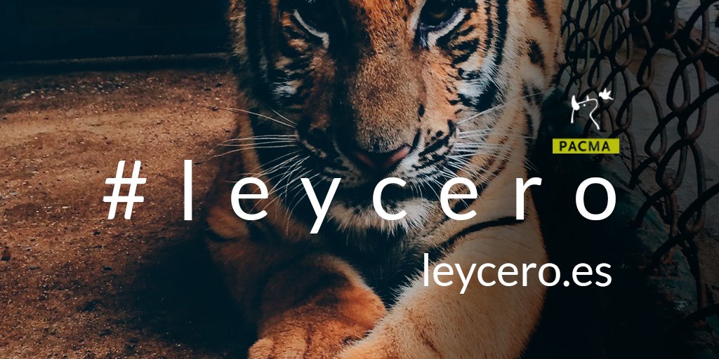 PartidoPACMA's tweet photo. 🐅 ¡Firma para poner fin a la explotación y cautividad de animales en los circos, zoos y delfinarios 👉 https://t.co/jbeMJpolaA #LeyCero https://t.co/v3LVhPMtfk