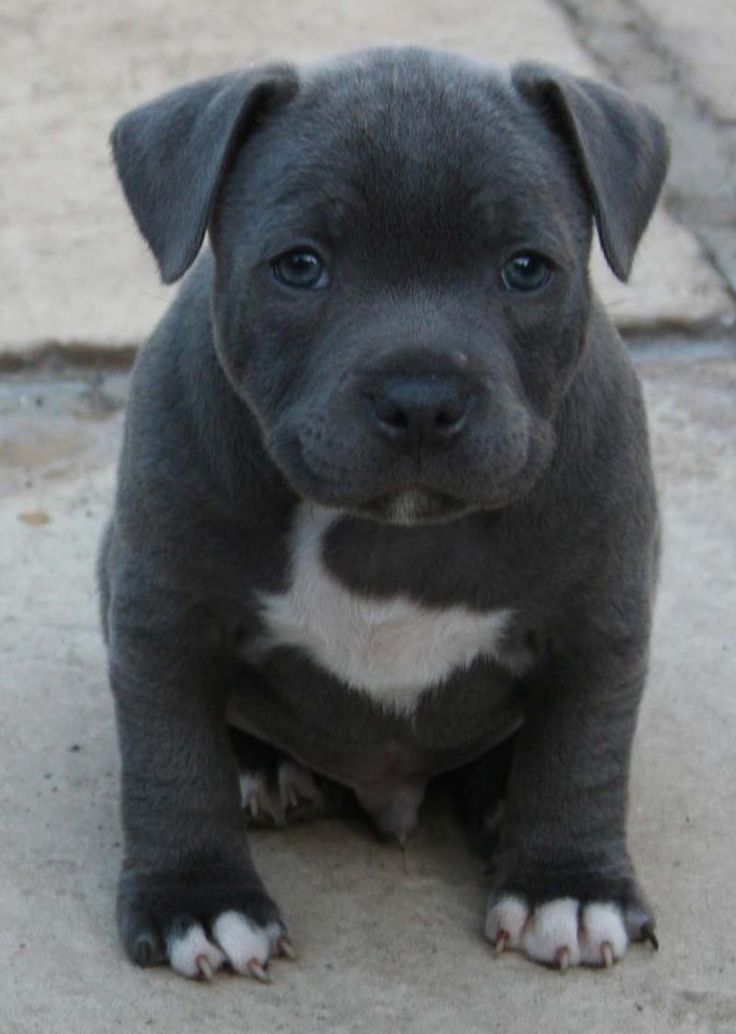 kc blue staffy puppies for sale