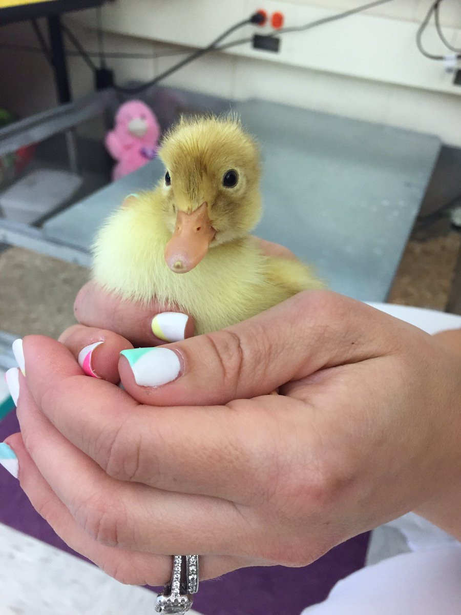 burnet_hill's tweet photo. We have ducklings! #ducklings https://t.co/1cqpnwEtYM