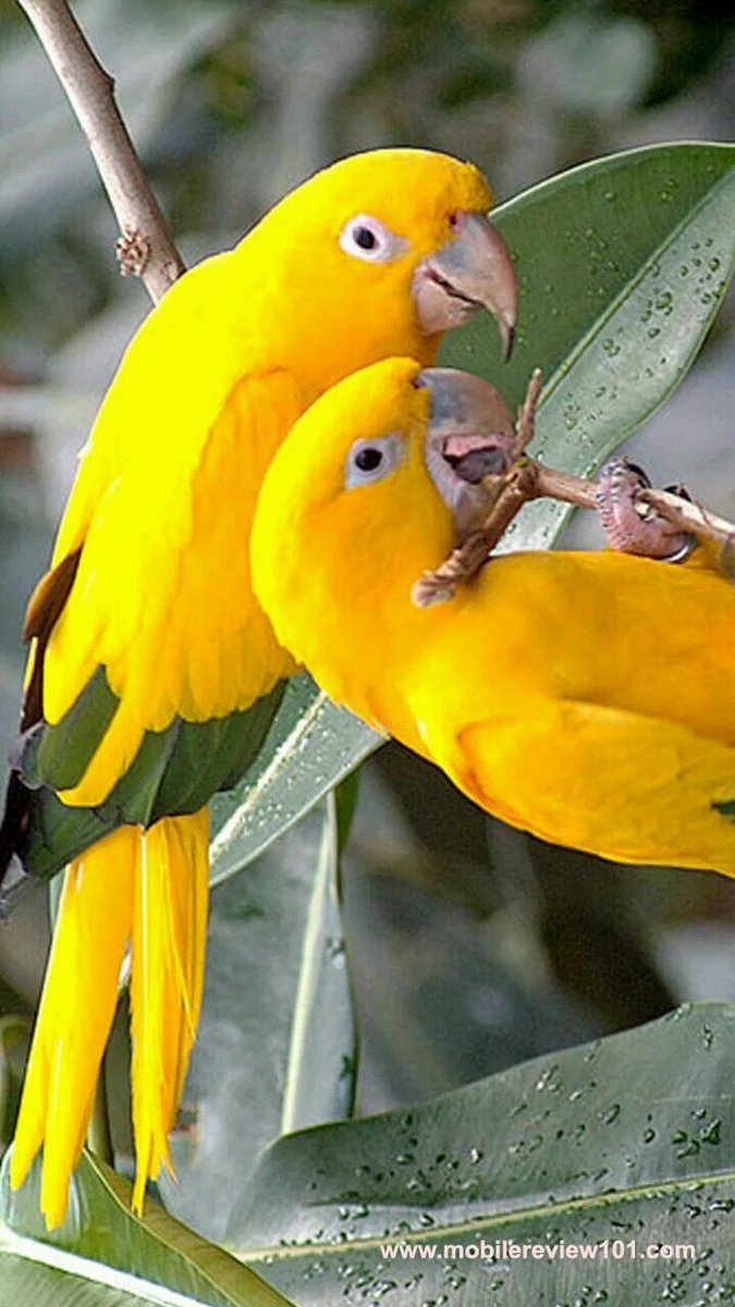 🇺🇸RegiAleman 💋 (@aleman_reginal) on Twitter photo 