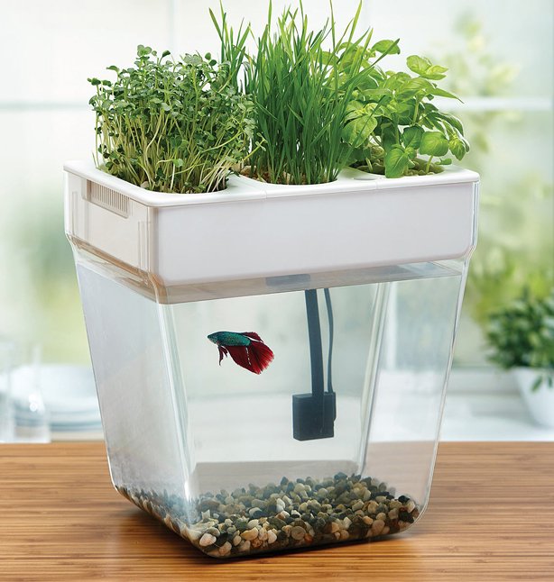 urbangardens's tweet photo. Loving this tabletop/desktop #aquaponic #garden so cool! https://t.co/gtLSBDYtki https://t.co/qdmocpSZr1