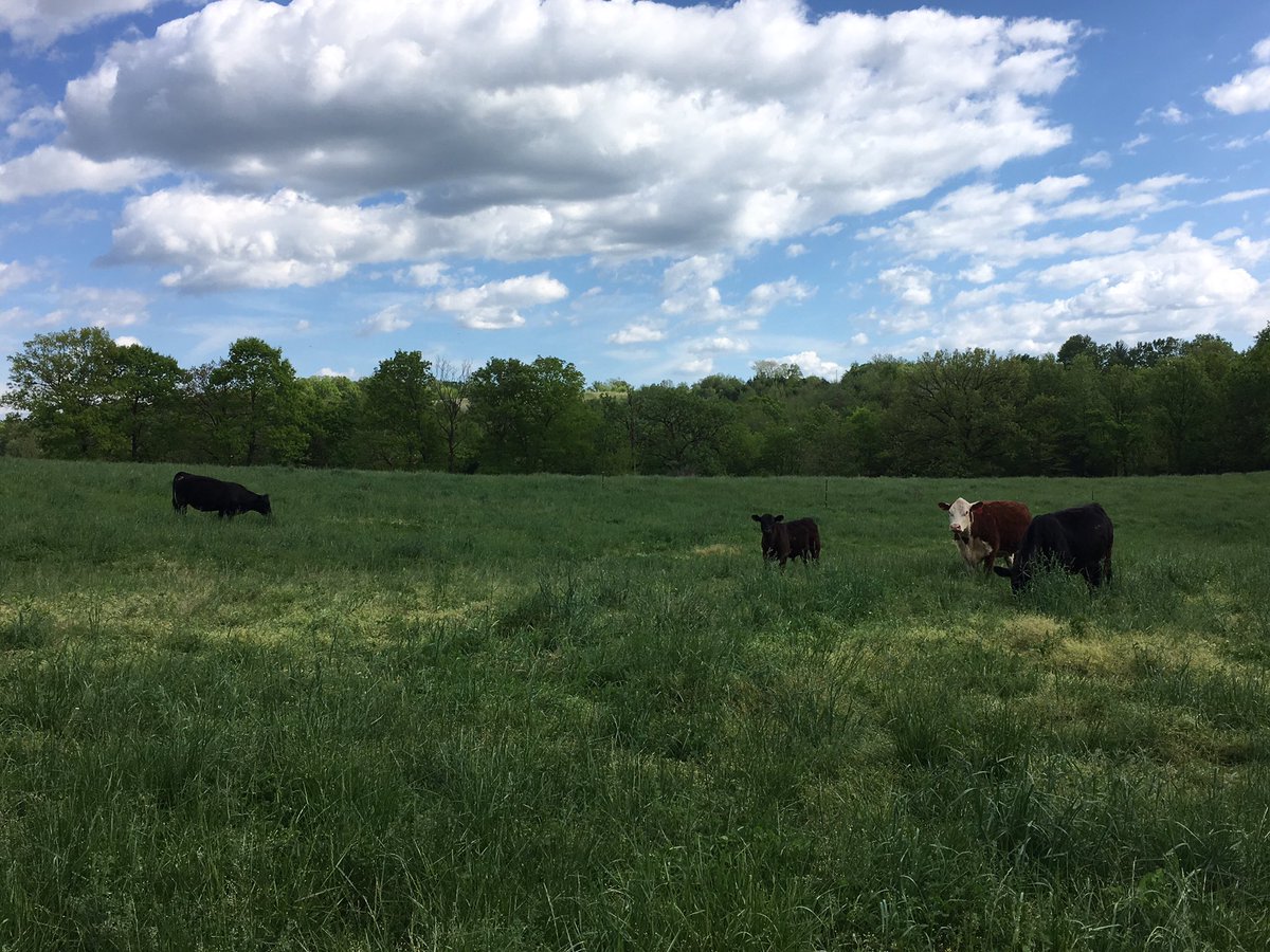 dennis_vollrath's tweet photo. Happy cows on #NutriTrack pasture https://t.co/Gq20PthtfY
