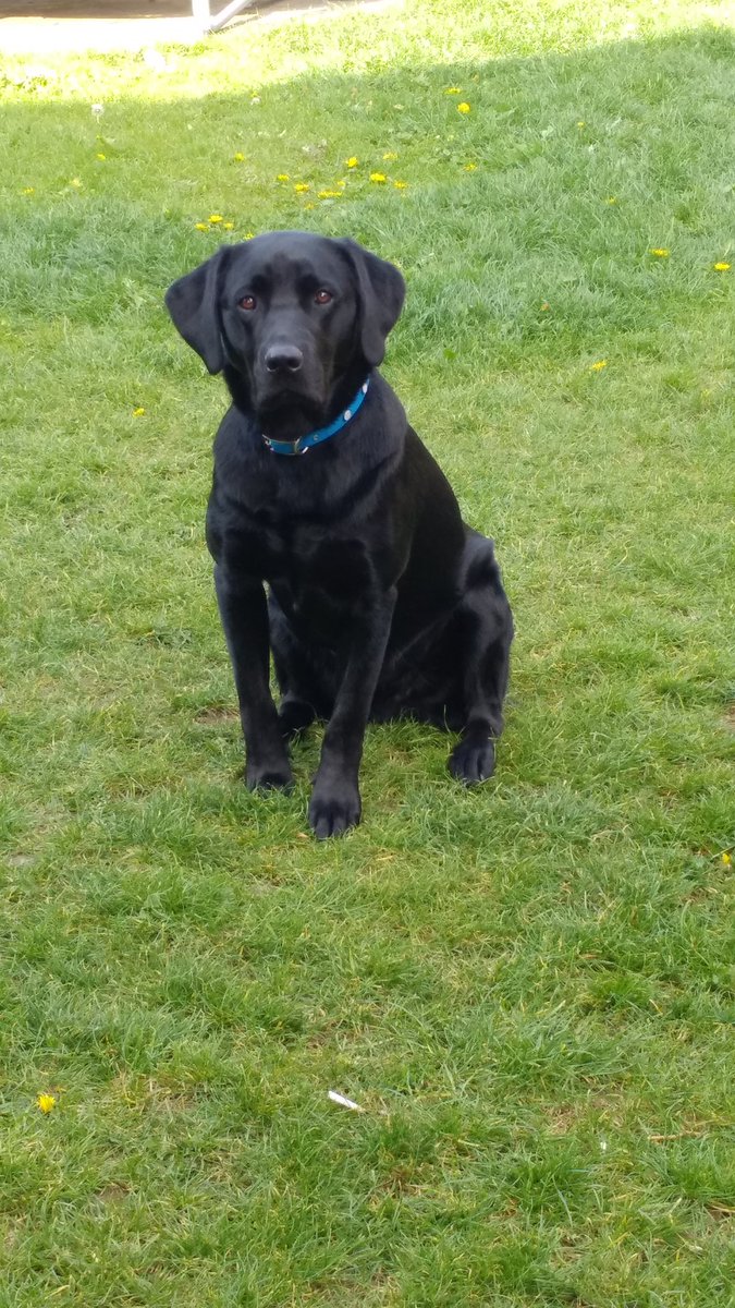 ScottDon86's tweet photo. #npspets 1 year old olly https://t.co/JyC2WbCy7p