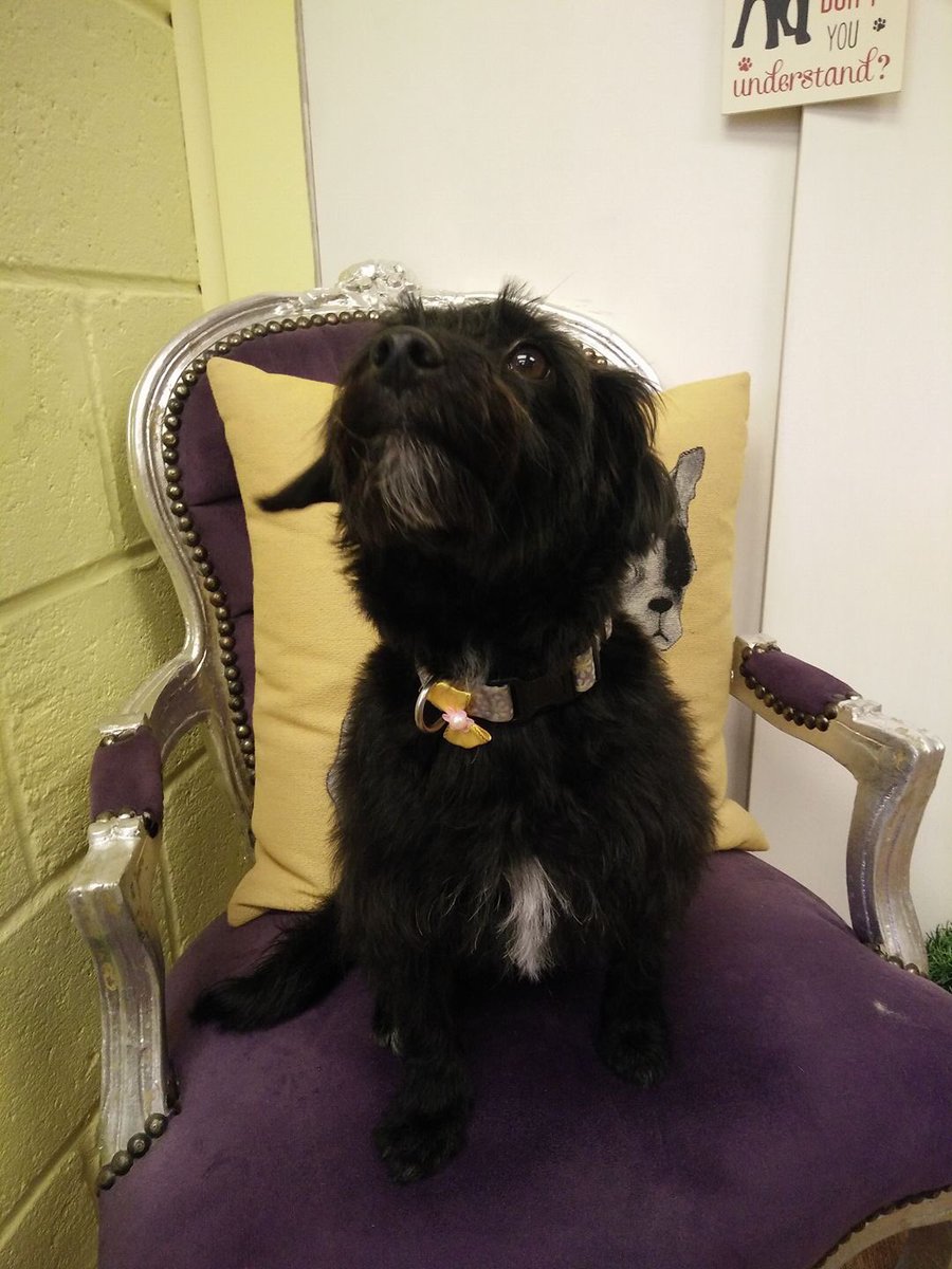 Day_Zee_Dog's tweet photo. Look at me with my new haircut #Jackapoo #MadamWoof #beautiful https://t.co/FCXz8c8nvr