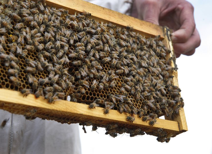 NVIDIAAI's tweet image. Learn how this beekeeper is rescuing bees with #deeplearning, computer vision, and an iPhone: nvda.ws/2pLEcgj