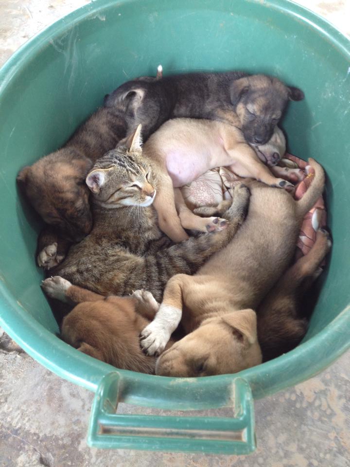 Cute Animals Pix tweet media