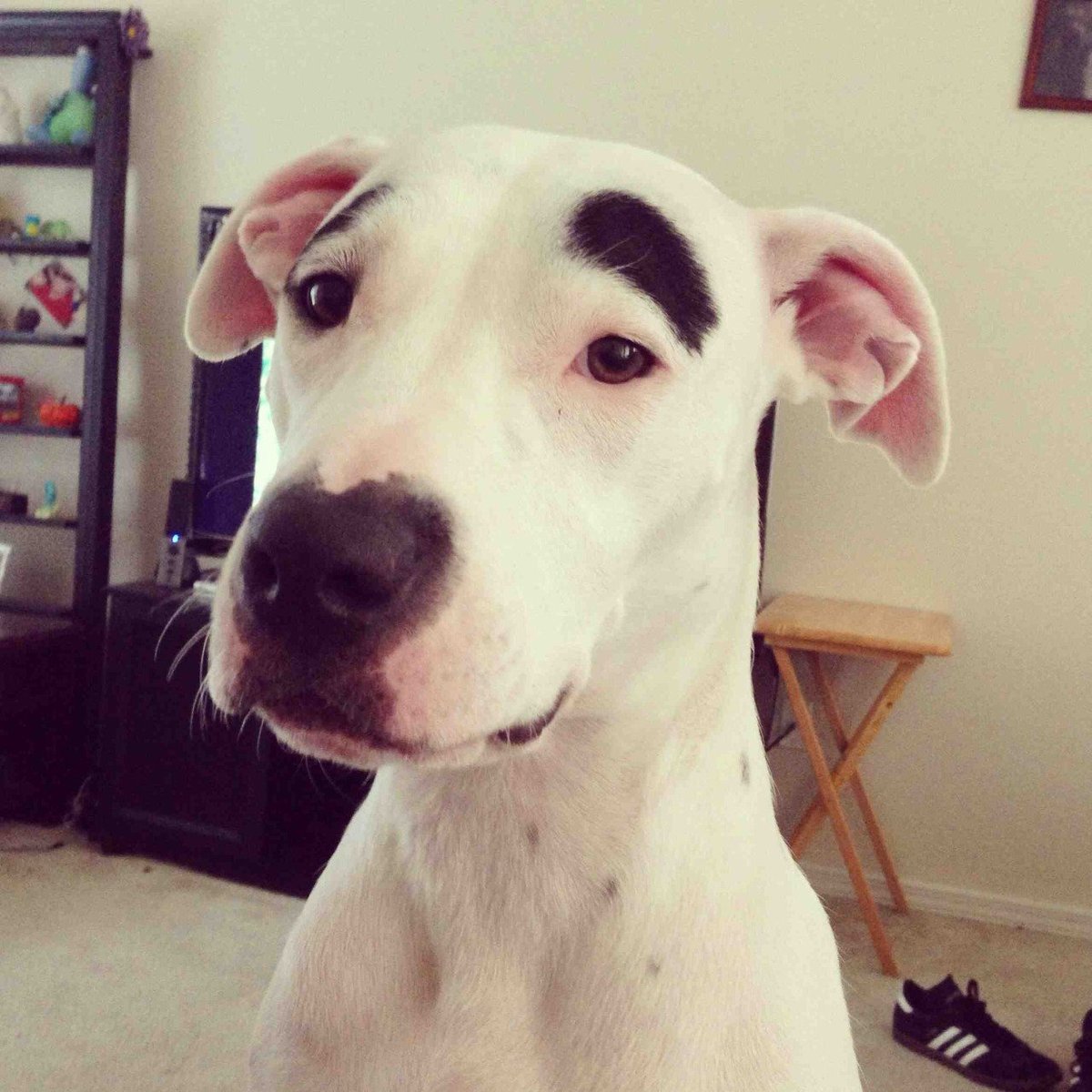 AwwAnimals_'s tweet photo. HE HAS EYEBROWNS https://t.co/B9tjwT5ih8