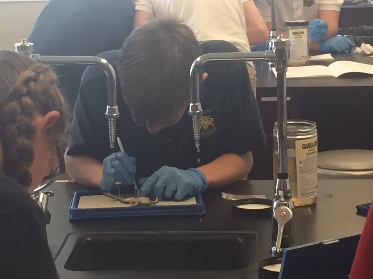 StefanieSlade's tweet photo. H Biology !   Dissection Week!!!  👍🏻 https://t.co/YHOZgMn0GN