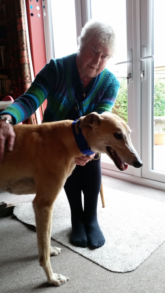 norfgreyhound's tweet photo. She's a lovely old gal. And Miranda int too bad neither. #norfolkdialect #AdoptDontShop https://t.co/fWg0YF3AaS