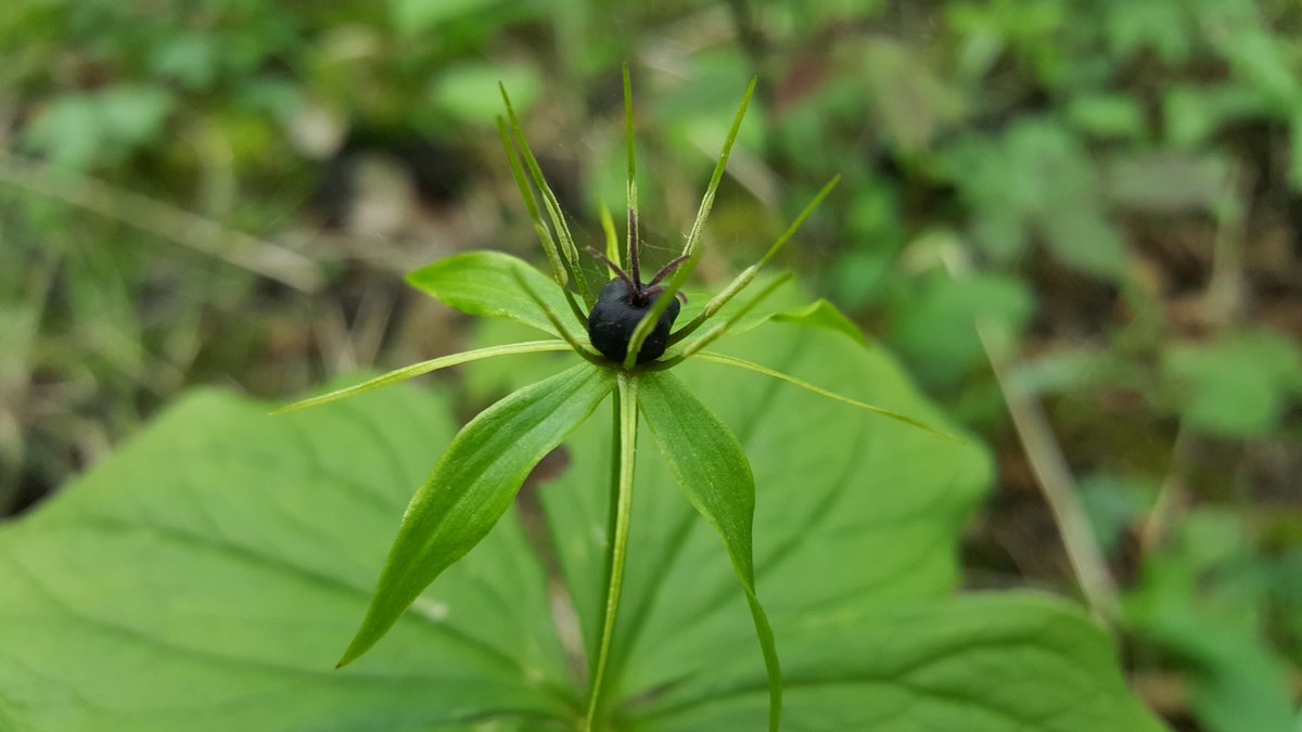 Ali_Ecology's tweet photo. Woodland fun! Herb-paris, Bluebells and Greater Stitchwort and Adders-tongue Fern #botanyiscool #wildflowers #ancientwoodland https://t.co/NxRVdvFY69