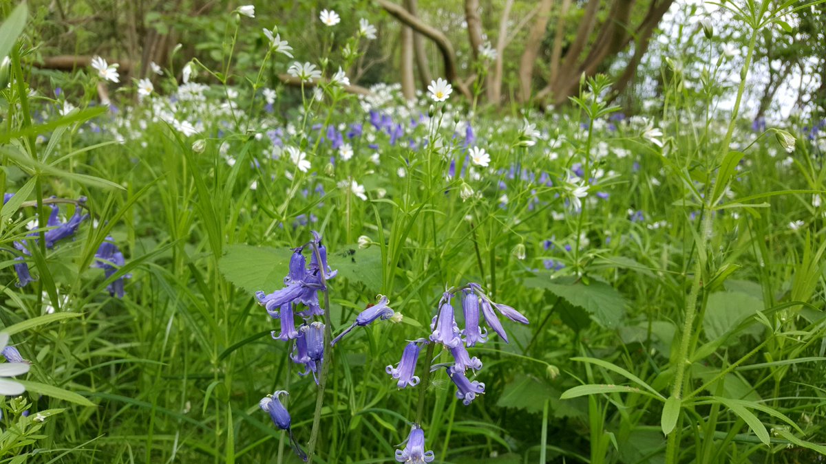 Ali_Ecology's tweet photo. Woodland fun! Herb-paris, Bluebells and Greater Stitchwort and Adders-tongue Fern #botanyiscool #wildflowers #ancientwoodland https://t.co/NxRVdvFY69