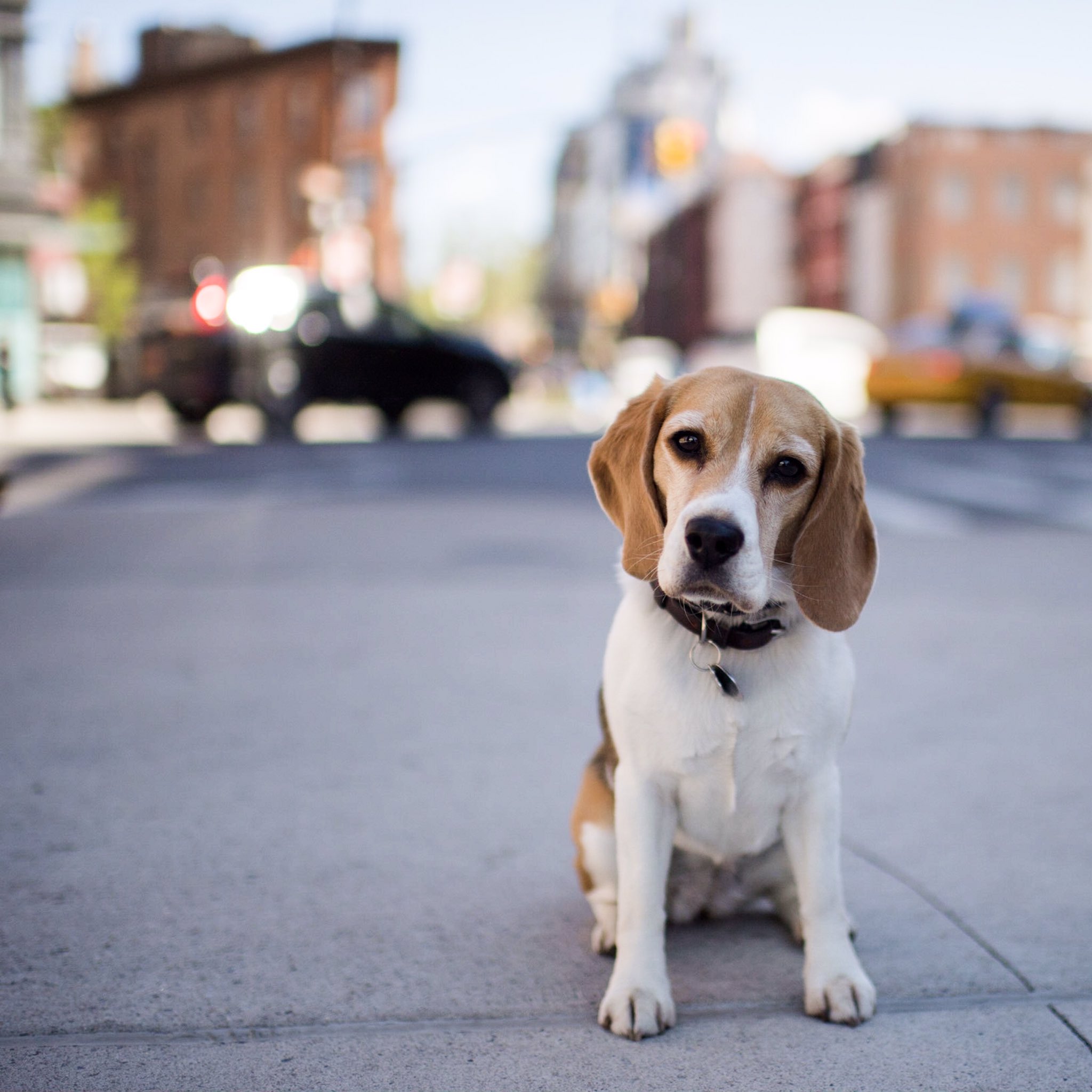 Are Carrots Good For A Beagle