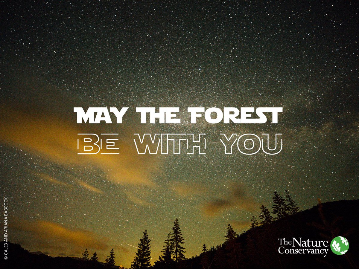 The forest will be with you always... bit.ly/2pLAlQc #MayThe4thBeWithYou #StarWarsDay
