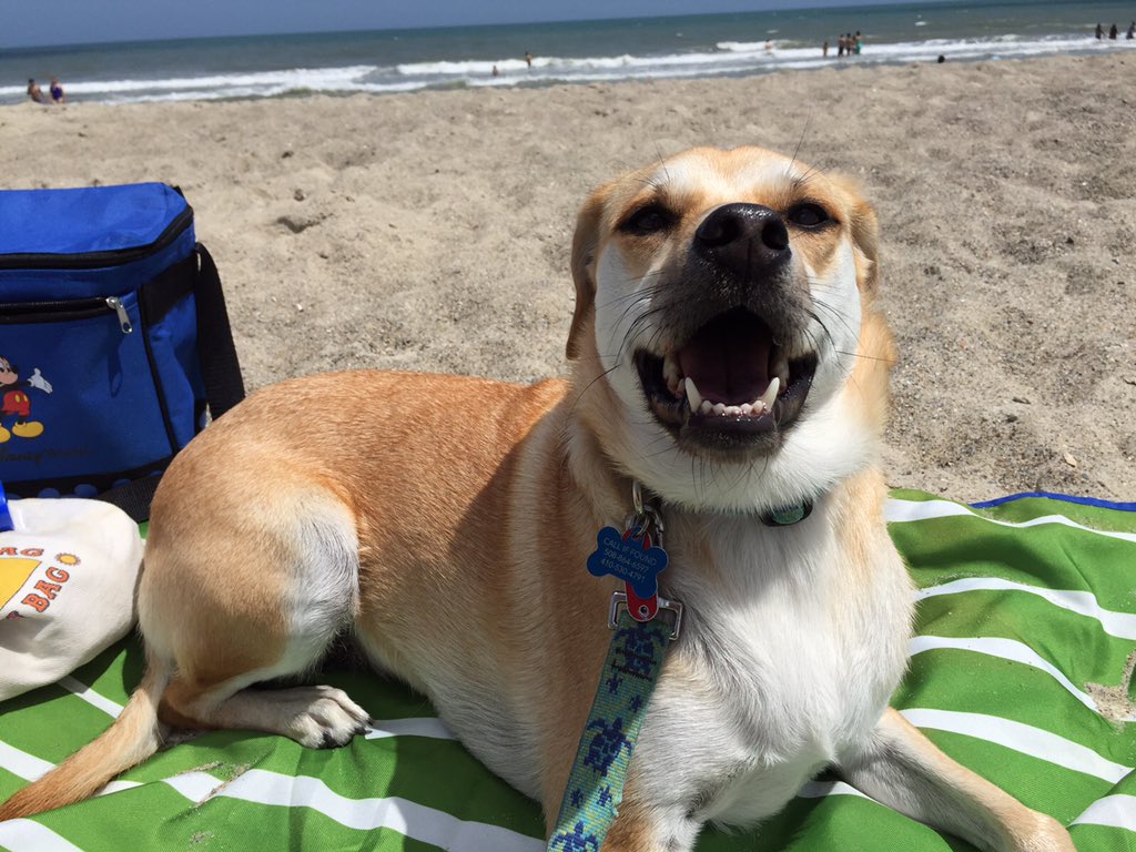 ericrhew's tweet photo. @SIDA_chat @pup_sida @iamkelvinq Here is my pup who is always excited to see me after a day at the office ... or in her case the beach. #PupSIDA https://t.co/T7XcmEZDBS