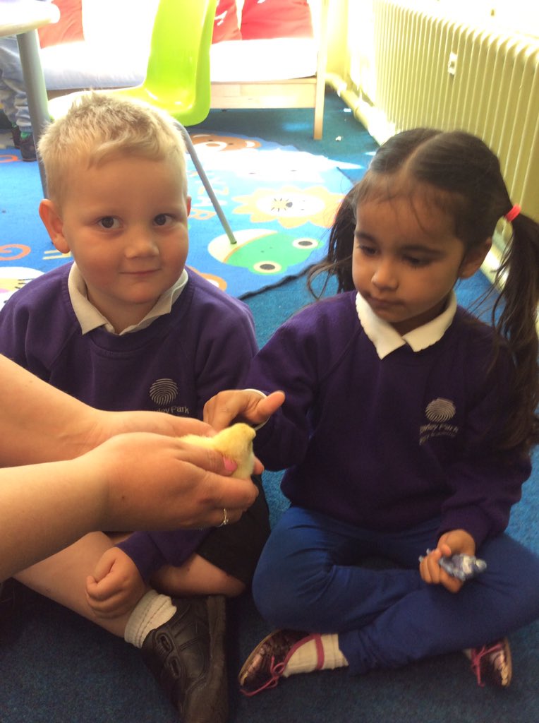 leights81's tweet image. Nursery really enjoyed seeing the new arrivals #babychickens #lotsofquestions Are we turning into a farm? #loveEYFS