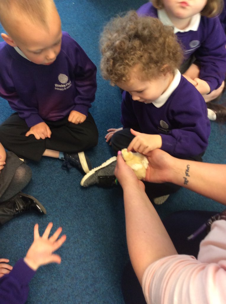 leights81's tweet image. Nursery really enjoyed seeing the new arrivals #babychickens #lotsofquestions Are we turning into a farm? #loveEYFS