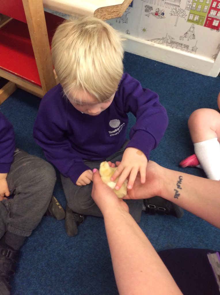 leights81's tweet image. Nursery really enjoyed seeing the new arrivals #babychickens #lotsofquestions Are we turning into a farm? #loveEYFS