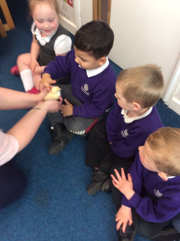 leights81's tweet image. Nursery really enjoyed seeing the new arrivals #babychickens #lotsofquestions Are we turning into a farm? #loveEYFS