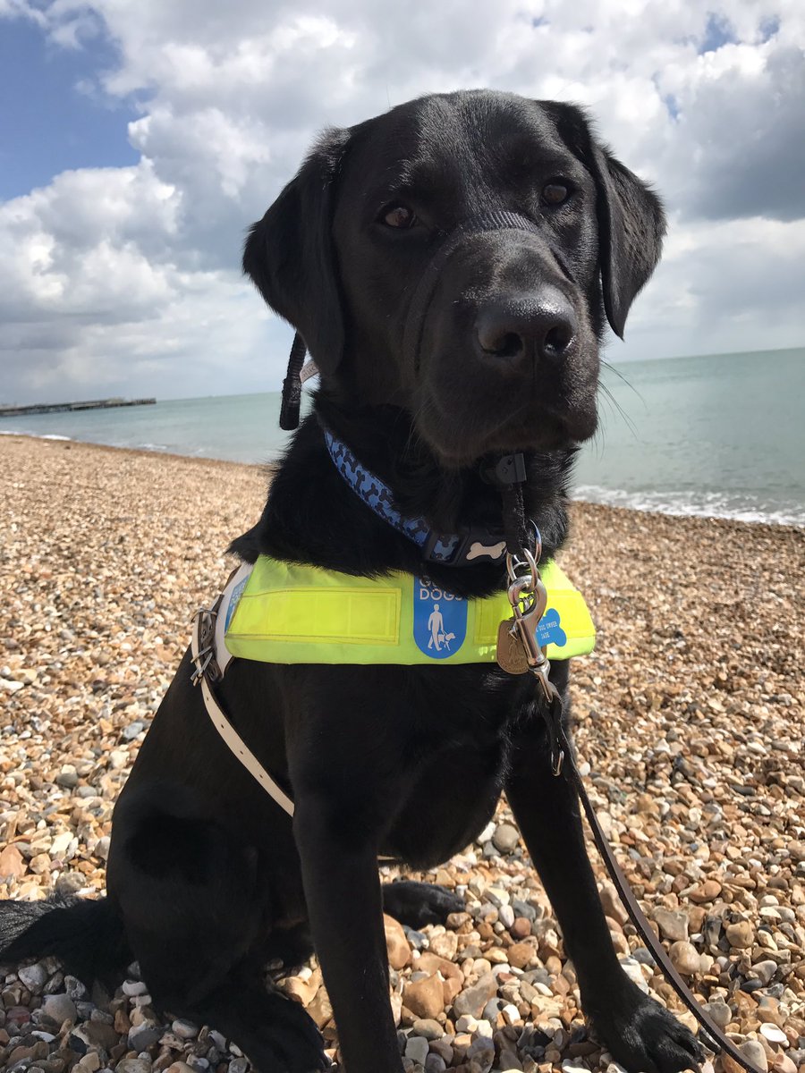 jadeylou93's tweet photo. Handsome boy by the sea 😍 #guidedog #guidedogtoffee #guidedogs https://t.co/rcZew9jLK6