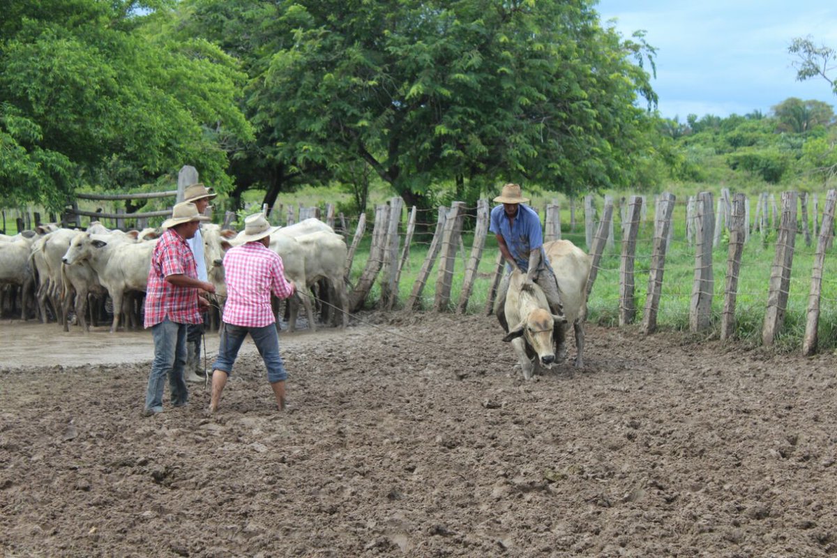 Trabajo de Llano en #HatolaCaimana #LosMorichales #Casanare <a href="/villamil769/">villamil torres</a> @pazdeariporo1 Tierra Bonita 100% Recomendado