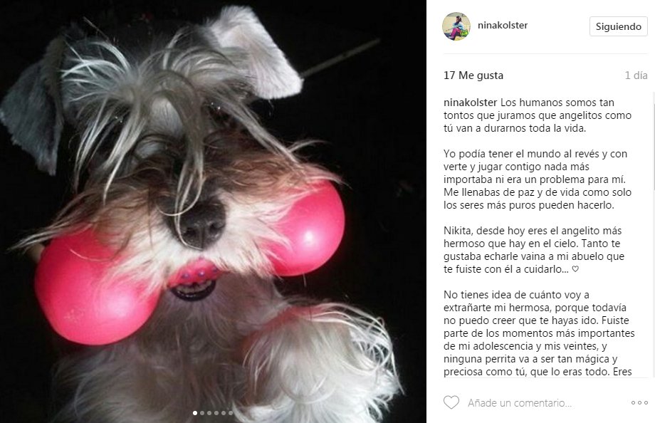 ComunicarNosCon's tweet photo. OTRA VÍCTIMA: Nikita, la mascota de la colega @ninakolster falleció por intoxicación provocada por lacrimógenas lanzadas en El Paraíso https://t.co/GvxHCnfAHt