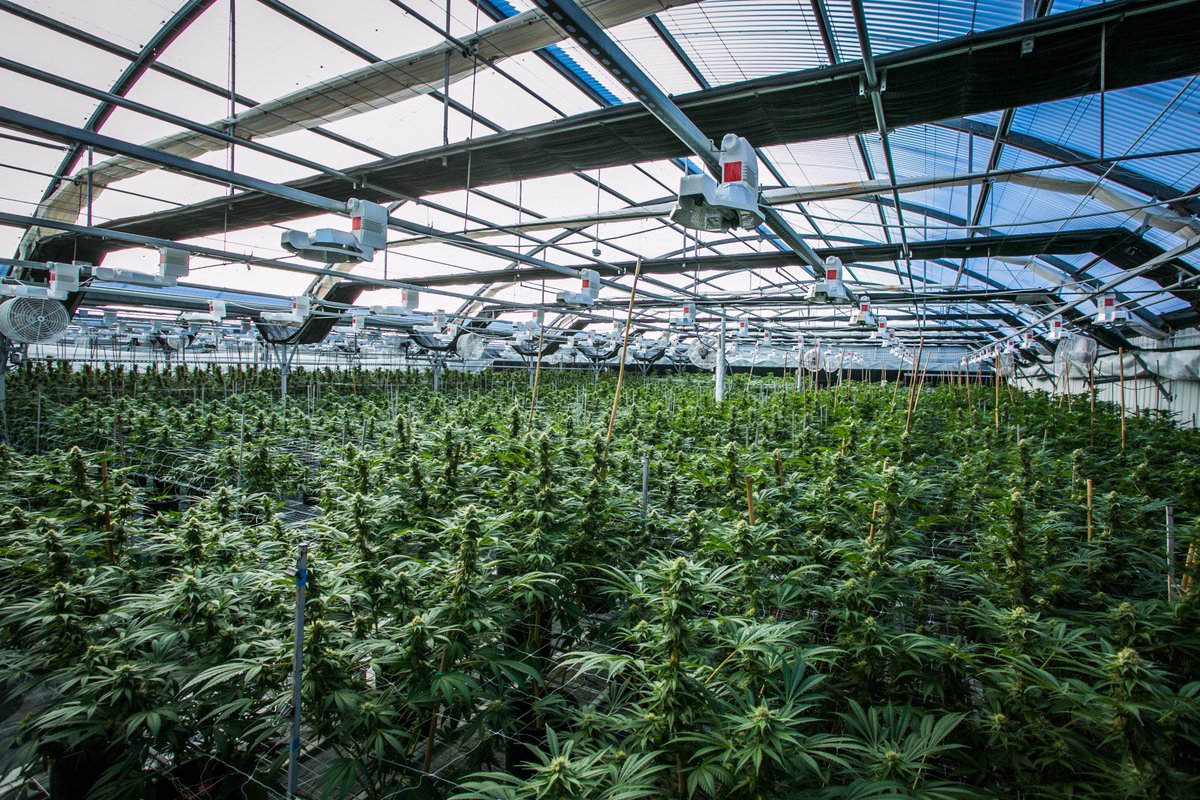 CWNevada_Corp's tweet photo. #CannabisFlower #wholesale #sungrown #MedicalCannabis https://t.co/3YvYWOBCuj