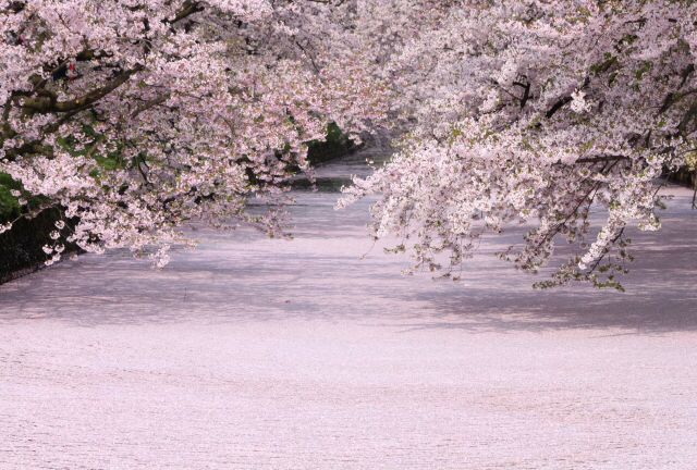 evergreen_0902's tweet photo. The River becomes the pink with cherry blossom petals. This is Japanese traditional scenery.

🚣🌸

https://t.co/XAdN8zUNfr

#Japan #Japonism https://t.co/5iIlJDPUmJ