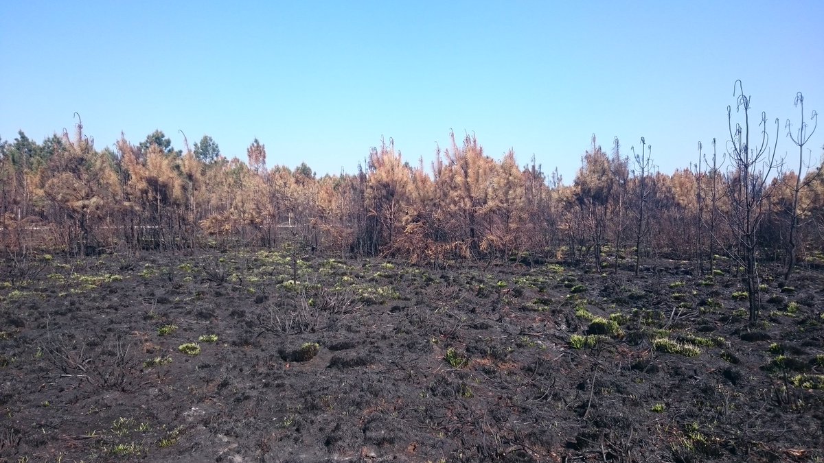 Marche_Foret's tweet photo. C'est officiel, l'incendie de #Cissac a détruit 1041ha de #forêt . Le @CAAquitaine au côté des #forestiers impactés. #DFCI #assurance #xlb https://t.co/3j1cBITtXc
