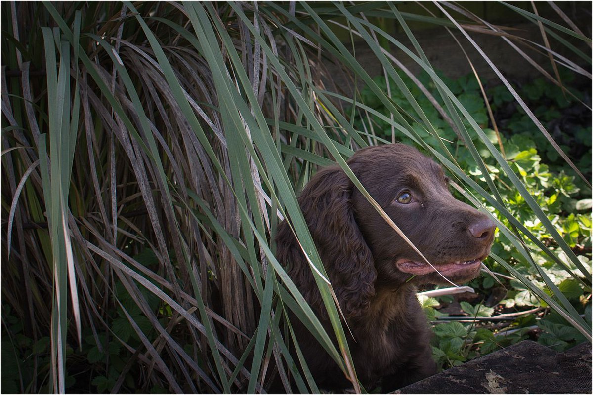 essentialimages's tweet image. Is the coast clear? #whatapickle #cockerspaniel #puppy #mischief #itsadogslife