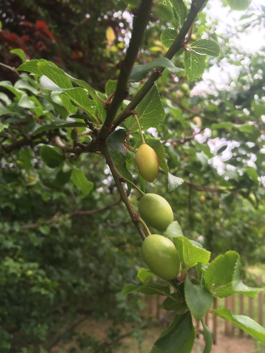 Hello <a href="/The_RHS/">The RHS</a> The children in my gardening club want to know what these are? Can you help? Thanks!