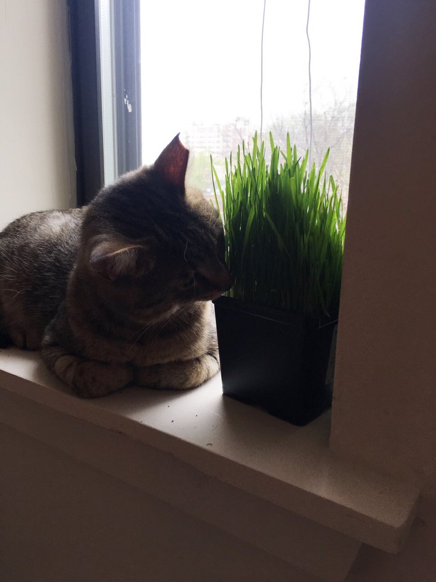 corndogthecat's tweet photo. City boy🌇 https://t.co/3CCVdoV371
