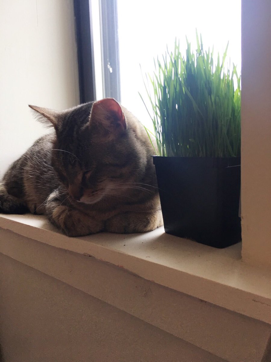 corndogthecat's tweet photo. City boy🌇 https://t.co/3CCVdoV371