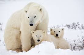 Attention #EONation! Join the Polar Bear Adventure 14 Nov. in Churchill, Manitoba. A trip you'll never forget. eowinnipeg.org/event/entrepre…