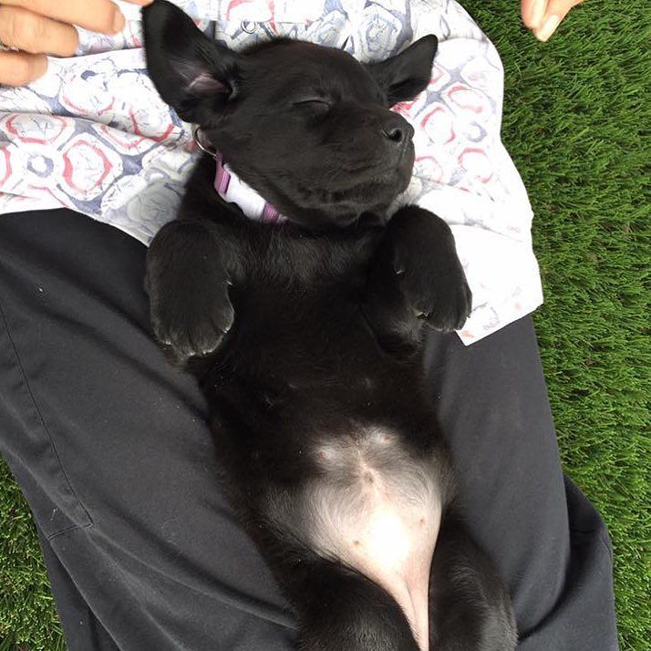 GuideDogsGDA's tweet photo. Do or do not. There is no try. (In puppy naps!) #yoda #starwarsday #maythefourthbewithyou #guidedogsgda #om #puppy… https://t.co/B2EunelCuO https://t.co/6bJbUJYjWz
