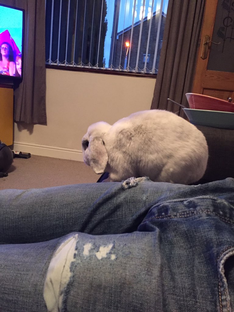 Dave The Rabbit tweet media