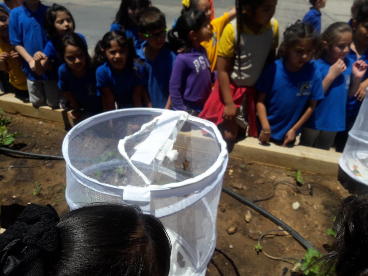 sdiaz2017's tweet photo. Releasing our butterflies #first grade #RuskEagles https://t.co/W3dBgu7UoZ