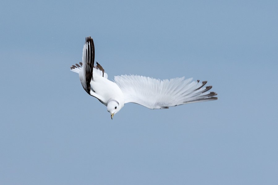 DavePressland's tweet image. A first summer kittiwake flying upside-down. Why? Because he can! 😊@FlamboroughUK @FlamboroughBird @YorksWildlife @YCNature