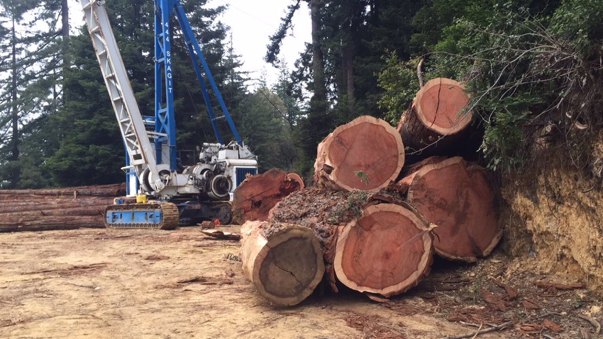 jeromelumicao's tweet photo. Do you want to know why lumber is so expensive? If so, tune in to #Sharketplace @domfig15 @ZachEstrada1829 https://t.co/CKMua1Ka8L