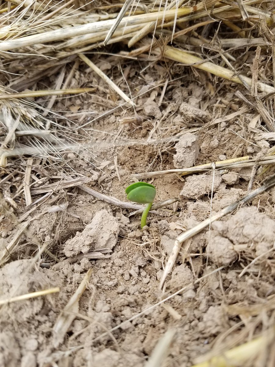 anders_e_shore's tweet image. @roeseed @Roeseedsolution  @ChannelSeed, 5 days after planting, high hopes for these 4417's