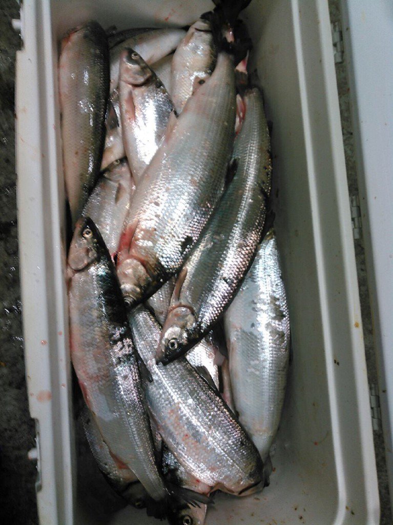 KevinDonner3's tweet photo. Little River Band of Ottawa set Cisco protocol nets today. Caught 19 whoppers at Arcadia after catching 0 since 2000. https://t.co/rUeJRMsR8K