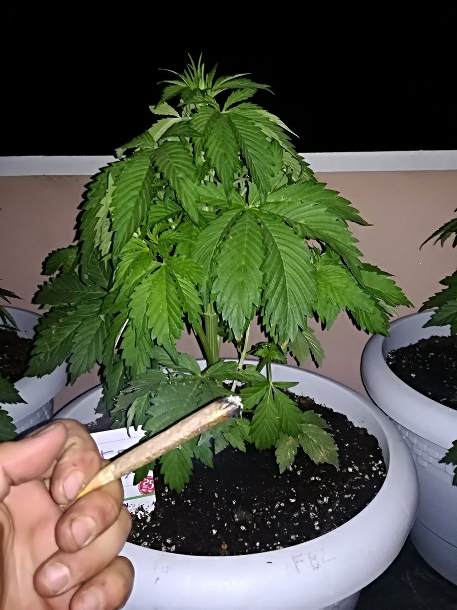 MARIJUANAM4N's tweet photo. Se está poniendo enorme 😍💚🌱💪🍁💨

#FlashBack_2 @sweetseeds_es https://t.co/U0AeDeOoXU