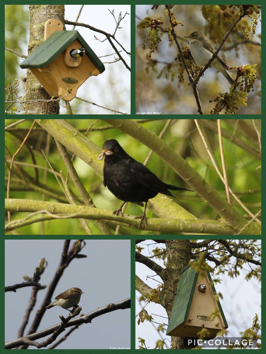 Deze mooie plaatjes schoot Aad vd Meer vandaag op #DeBult. De door <a href="/StgGroenLicht/">StichtingGroenLicht</a> gesponsorde nestkastjes zijn in trek 
#mei #vogels #ei