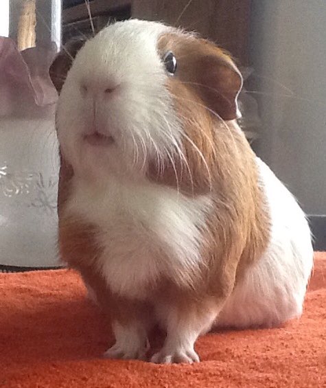 carr0tluver's tweet photo. @GuineaPigMag I will as soon as 'human' gets a new computer.  He accidentally drowned the last one!
The camera only works with Windows.
Using bad iPad now https://t.co/KEAi9pSxQ6