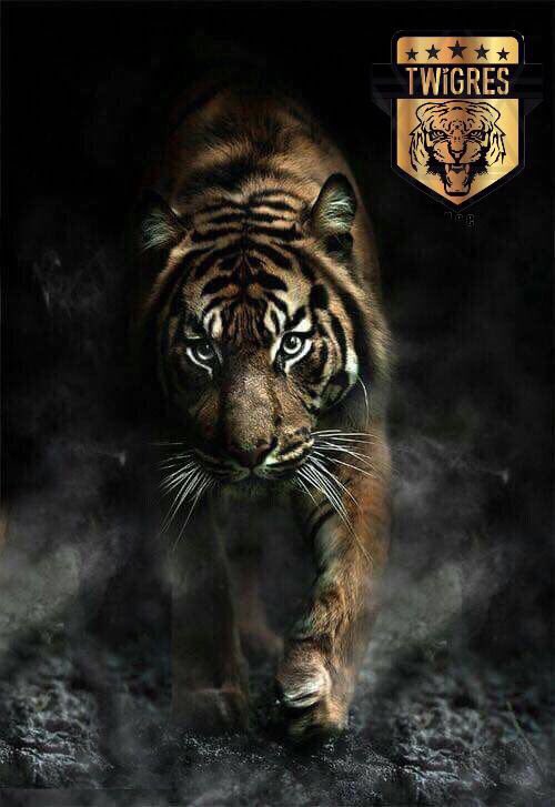 twigresoficial's tweet photo. @BomborosFC @hectorhdz31 @TwigresFemenil @13Sergeiv @Pasito001 @DeatDesing @ivis1985 Gracias hermanos!! Hoy #TodosSomosTwigres https://t.co/ftMTXoSFQ3