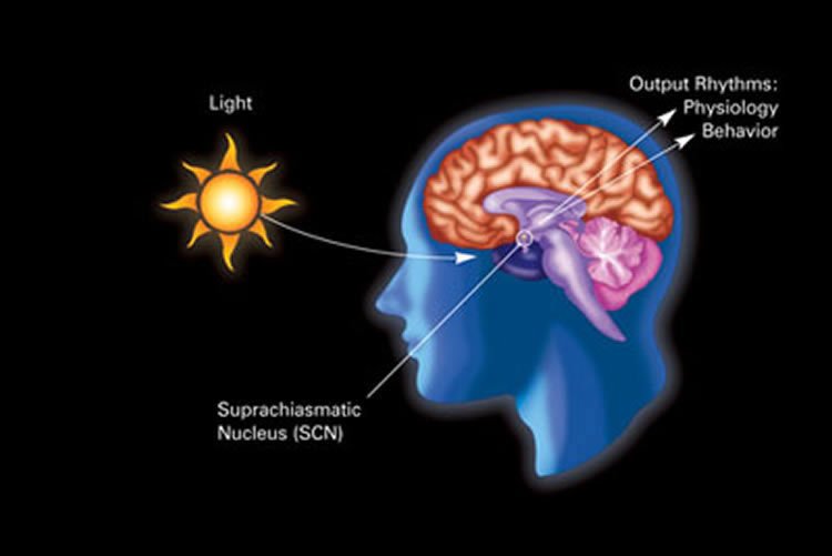 Circadian Clock Changes Alter Body's Response to Diet neurosciencenews.com/diet-circadian… #diet #microbiome #neuroscience